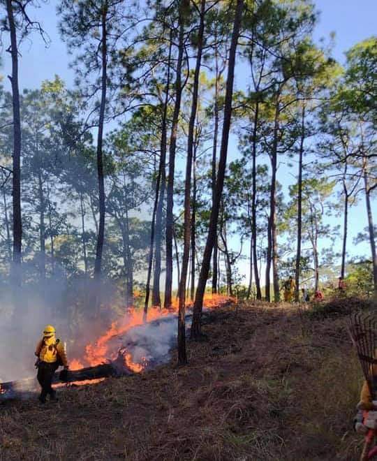 h_chilpancingo's tweet photo. En coordinación con dependencias estatales y federales, elementos del Cuerpo de Bomberos y de Protección Civil Chilpancingo, trabajan para sofocar el incendio forestal registrado en la zona conocida como “El Cerro del Toro”, en las inmediaciones de la localidad del Ocotito. 1/2 https://t.co/G6ez1xchv9