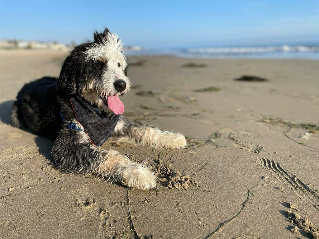 When the new dog wears the name sake kerchief of the old dog in his honor. The kerchiefs are available over at @hankskerchiefs. The dog stays with me. Link in bio #hankskerchiefs #beready #readymade instagr.am/p/CNL6YBDM7M3/