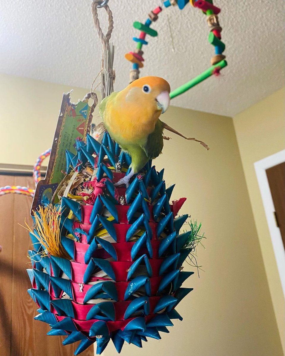 planet pleasures bird