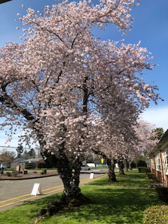 VPSOcelot's tweet image. Spring has sprung at Lieser.  Have a #VPSamazing spring break!