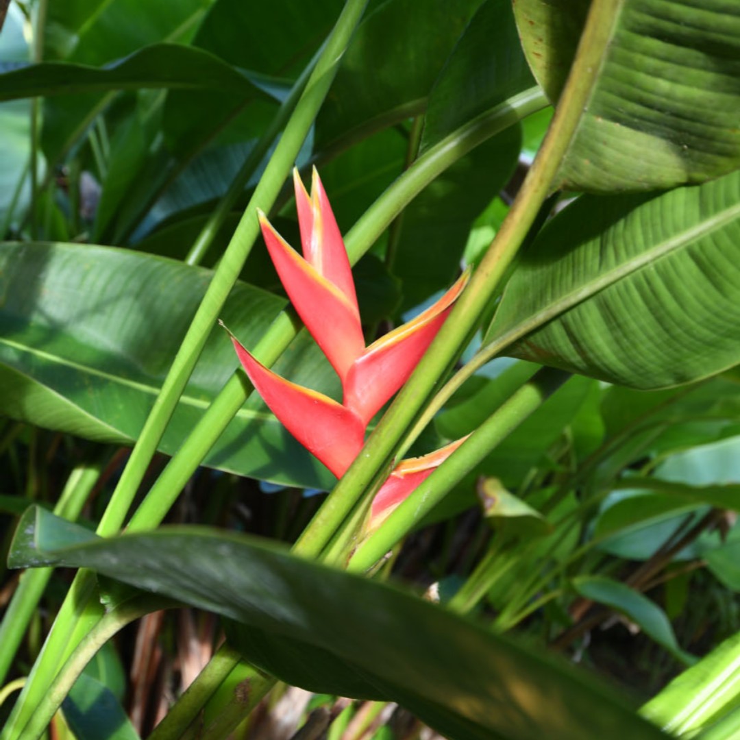 Les colibris de Balata n'auraient pu rêver plus joli abreuvoir ! Venez les observer, vous allez adorer ! 💗😍

jardindebalata.fr/billetterie

#martinique #vacances #balata #jardindebalata #nature #ilovemartinique #colibris #fevrier #antilles