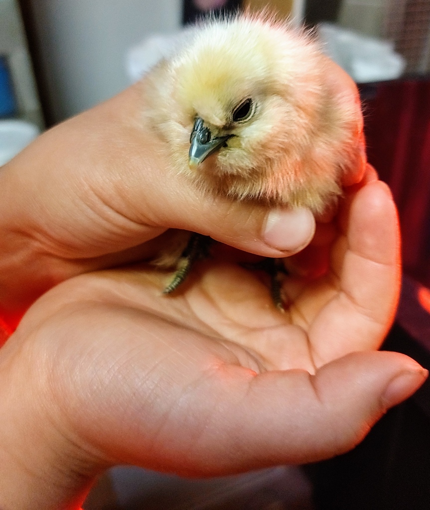 HowlingCider's tweet image. 🐣 New season, new vintage, new life!  These baby Silkies hatched yesterday and should be ready to greet visitors at the tasting garden in time for the Victoria Day long weekend.  Any suggestions on good names for fluffy chickens? 

#LiveFreeLoveCider
#Vintage2021
#BabyChicks