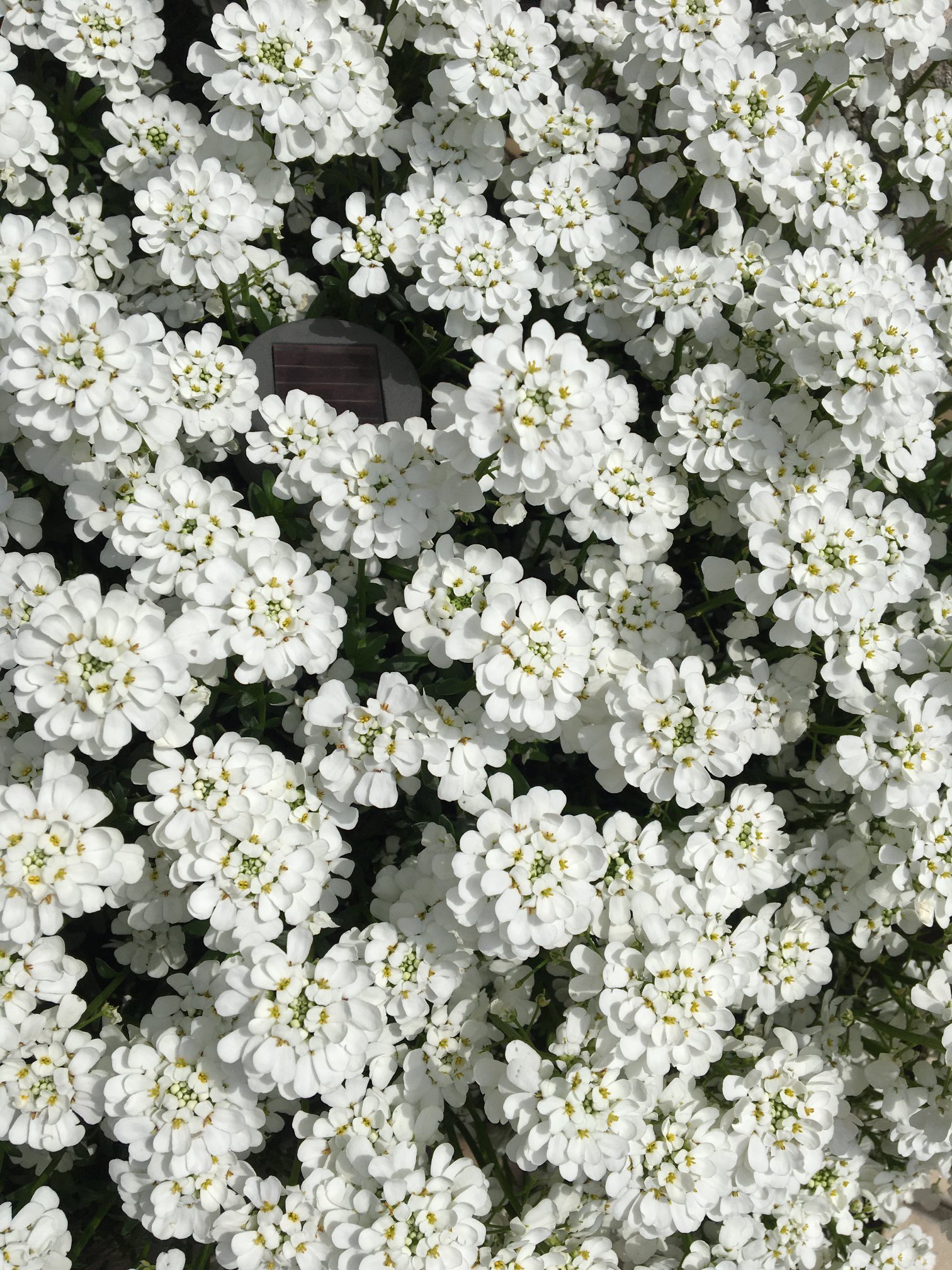 ぷく 毎年今の季節に咲くんですが 名前を忘れました 花の名前 花の名前教えてください 白い花の名前 T Co Qsddakltqg Twitter