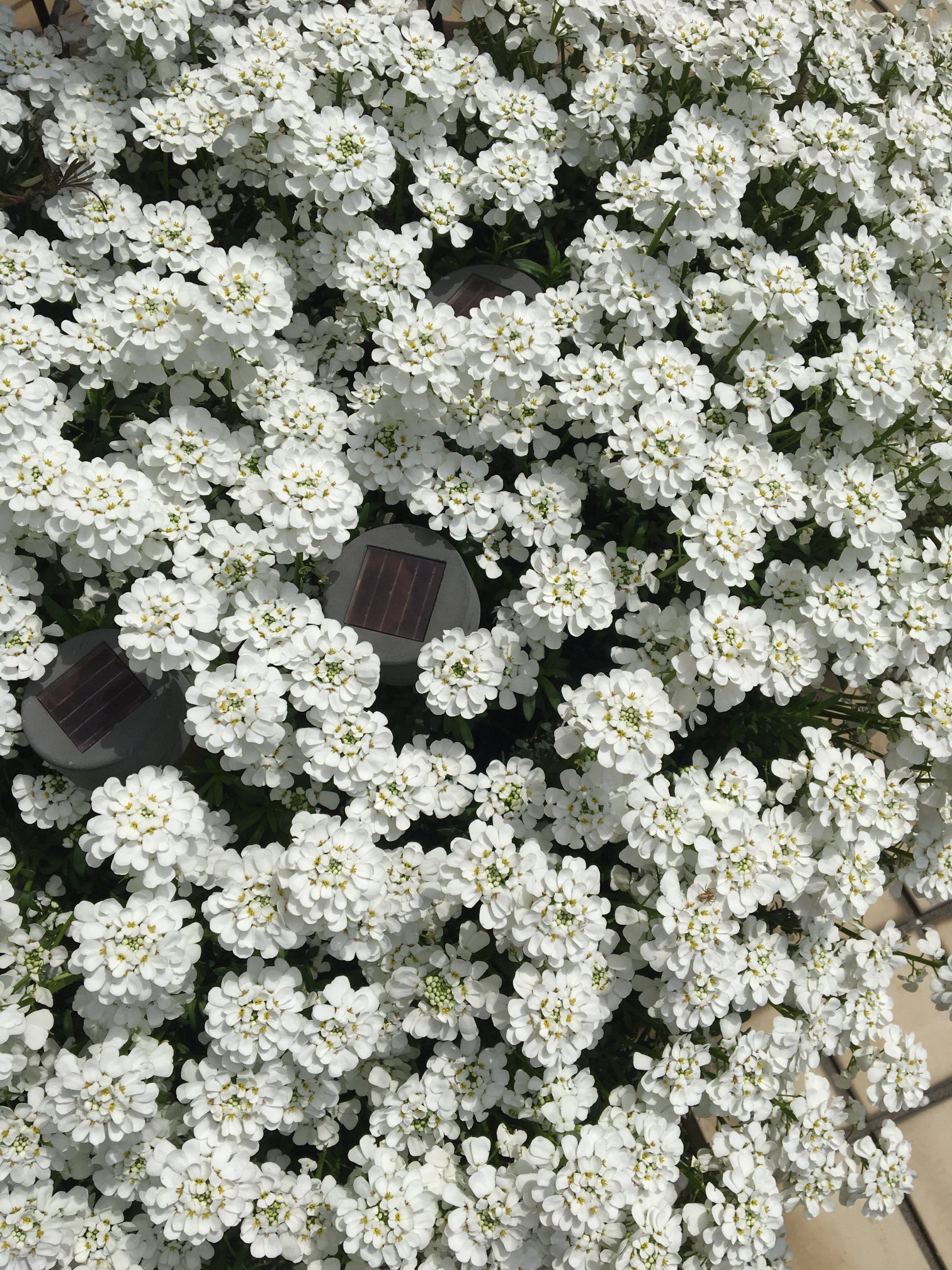ぷく 毎年今の季節に咲くんですが 名前を忘れました 花の名前 花の名前教えてください 白い花の名前 T Co Qsddakltqg Twitter