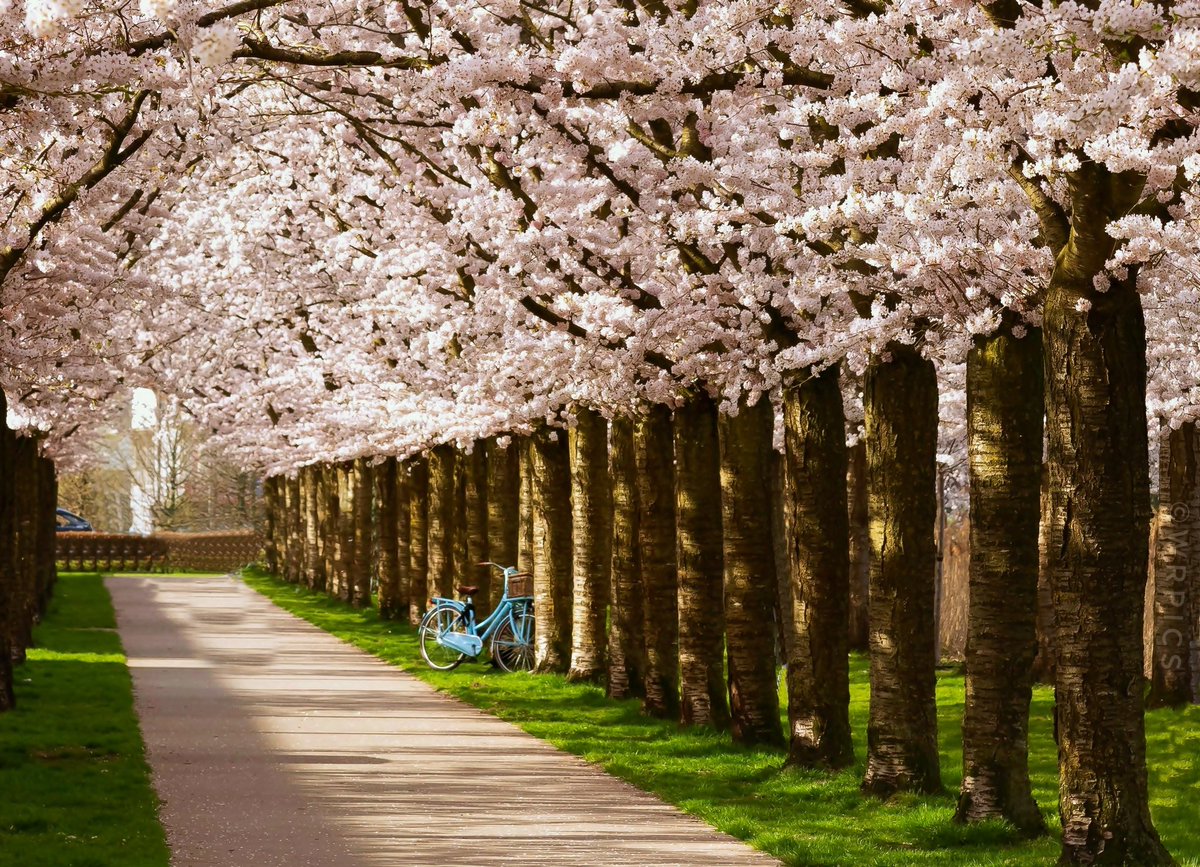WishwasAb's tweet photo. Cherry trees in full blossom!
Love the freshness in the atmosphere each year! 🤗
#cherryblossom #kersenbloesem #almerebuiten #nikond750 #landscapephotography #mynikonlife #WRPics https://t.co/6plAxnI7XX