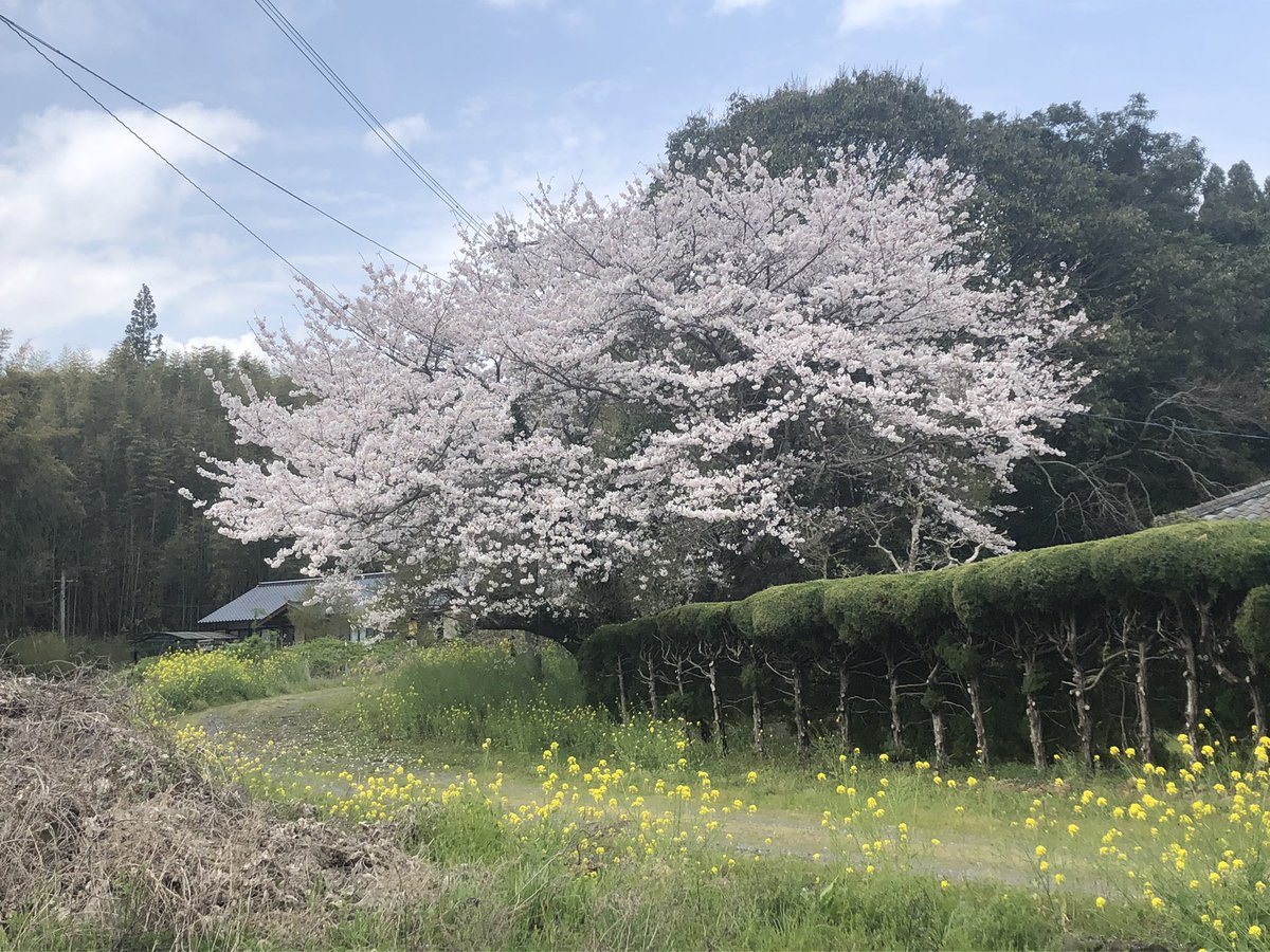 Pi1720's tweet photo. 今年も桜見れて良かったな🌸 https://t.co/62KcS7L1G8