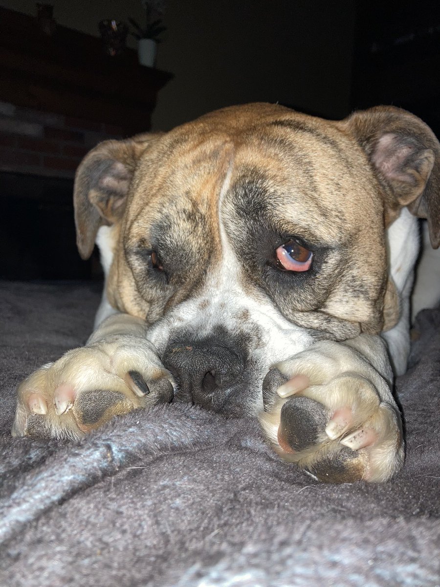 BulldogMiranda's tweet photo. More 🍪 pahleeze 😅 #fooddrivenlunatic #bulldogmiranda #dogsoftwitter #dogs #alwaysbegging #toocuteforowngood https://t.co/AZanAyKPmV