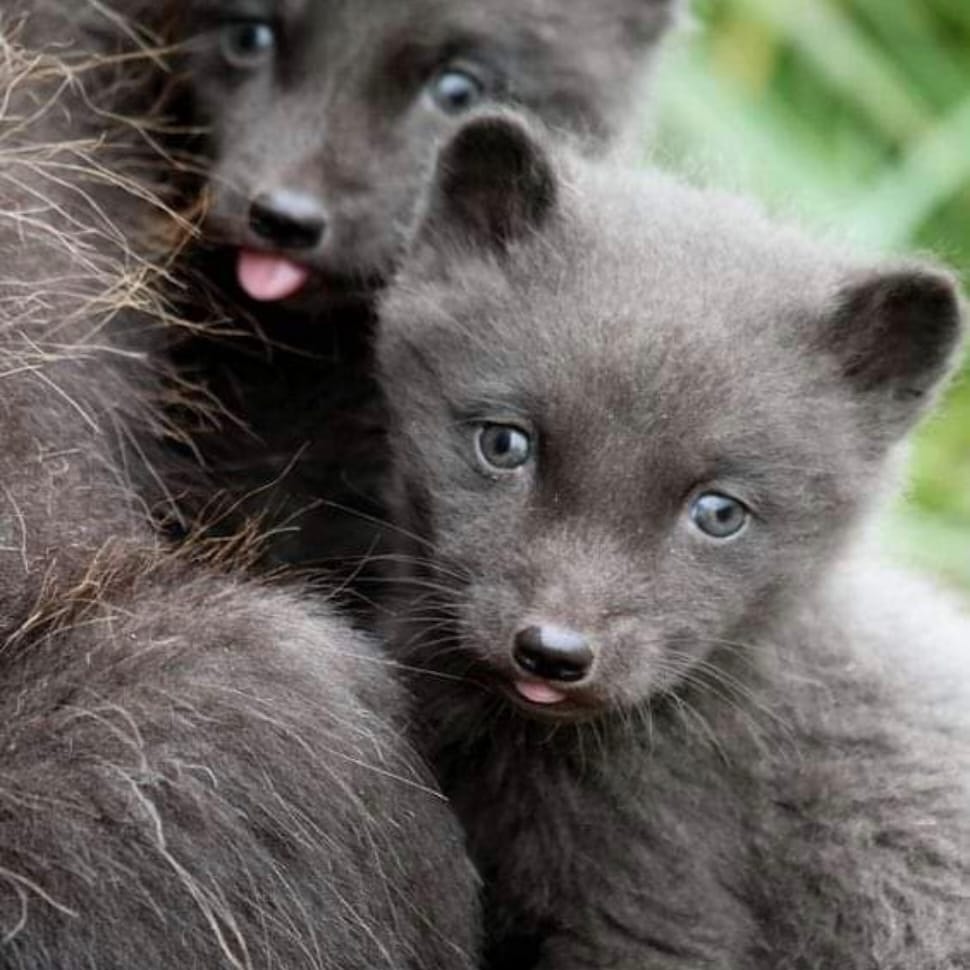 AnimalesExtico2's tweet image. #NuevaFotoDePerfil