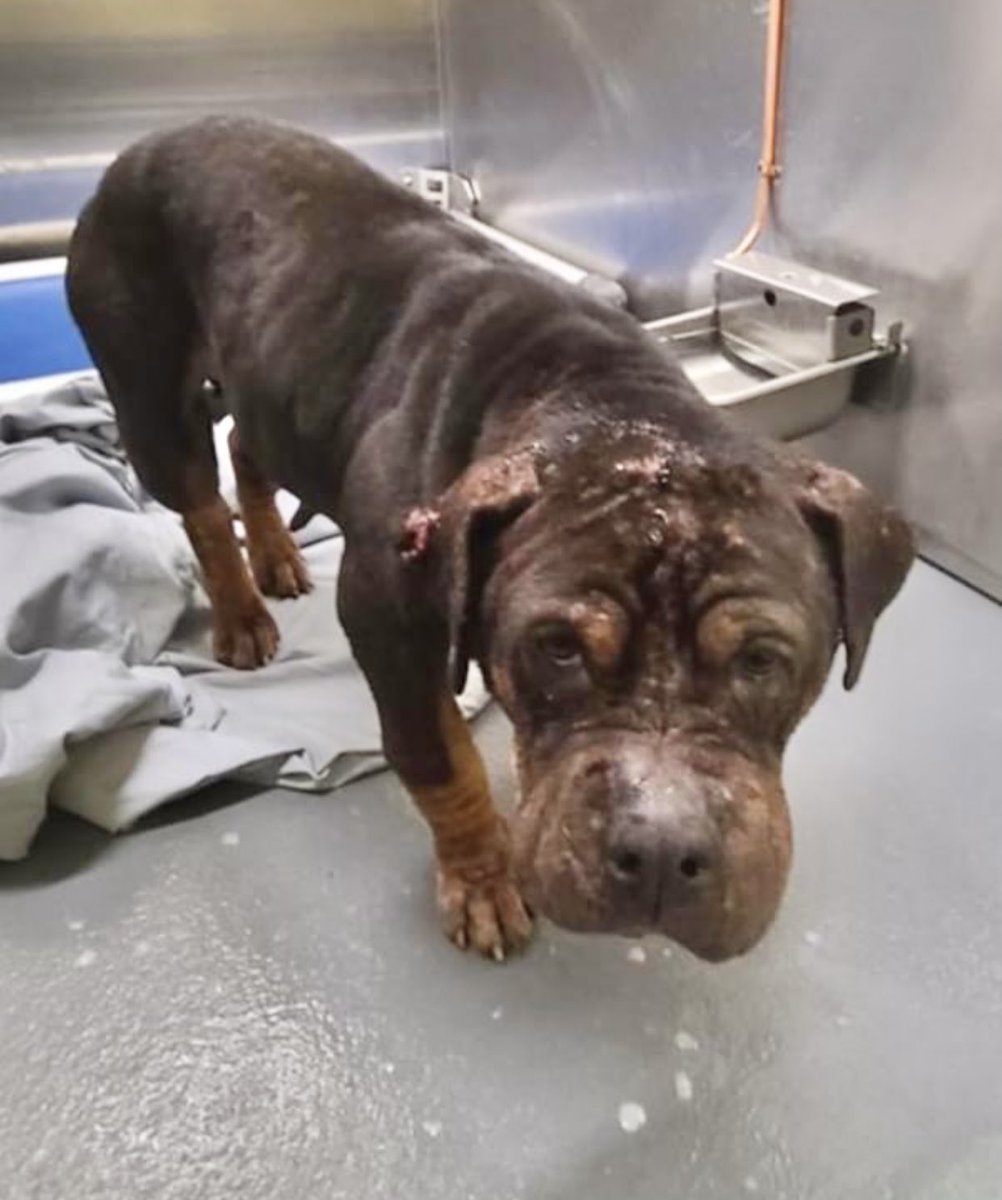 reddogsusie's tweet photo. #TN #MEMPHIS
🆘🆘CODE RED Millie 2yo COVERED IN BITE WOUNDS This sweet girl has many bites all over her-her legs are swollen from the wounds she has. She urgently needs vet care, #RESCUE #FOSTER &amp; medical #PLEDGES PLS HELP #MASA4091 
https://t.co/EgV4J7NtWj https://t.co/JVg6v8j8Ic
