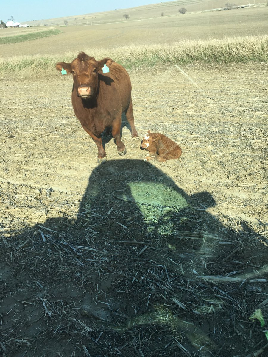 MikeGBent22's tweet photo. My dad (@FarmerBentley) and I just got to tag one of our favorite cow’s offspring. Don’t look back because she’s right behind you ready to kill you for going near that baby!!! #crazyred #ittakestwoandagator https://t.co/VhVN7GIuH9