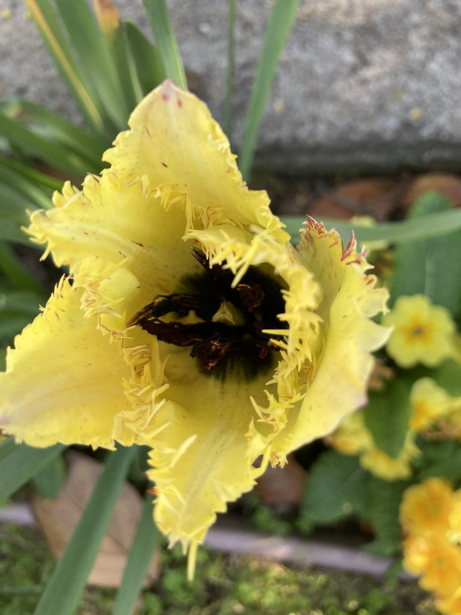 ClubHelm's tweet image. Just a few of my #tulips #gardening #BlossomWatch #flowers #spring