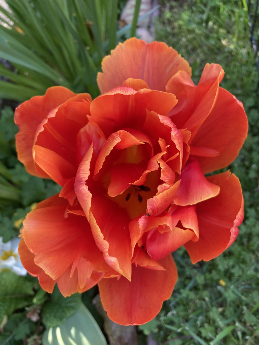 ClubHelm's tweet image. Just a few of my #tulips #gardening #BlossomWatch #flowers #spring