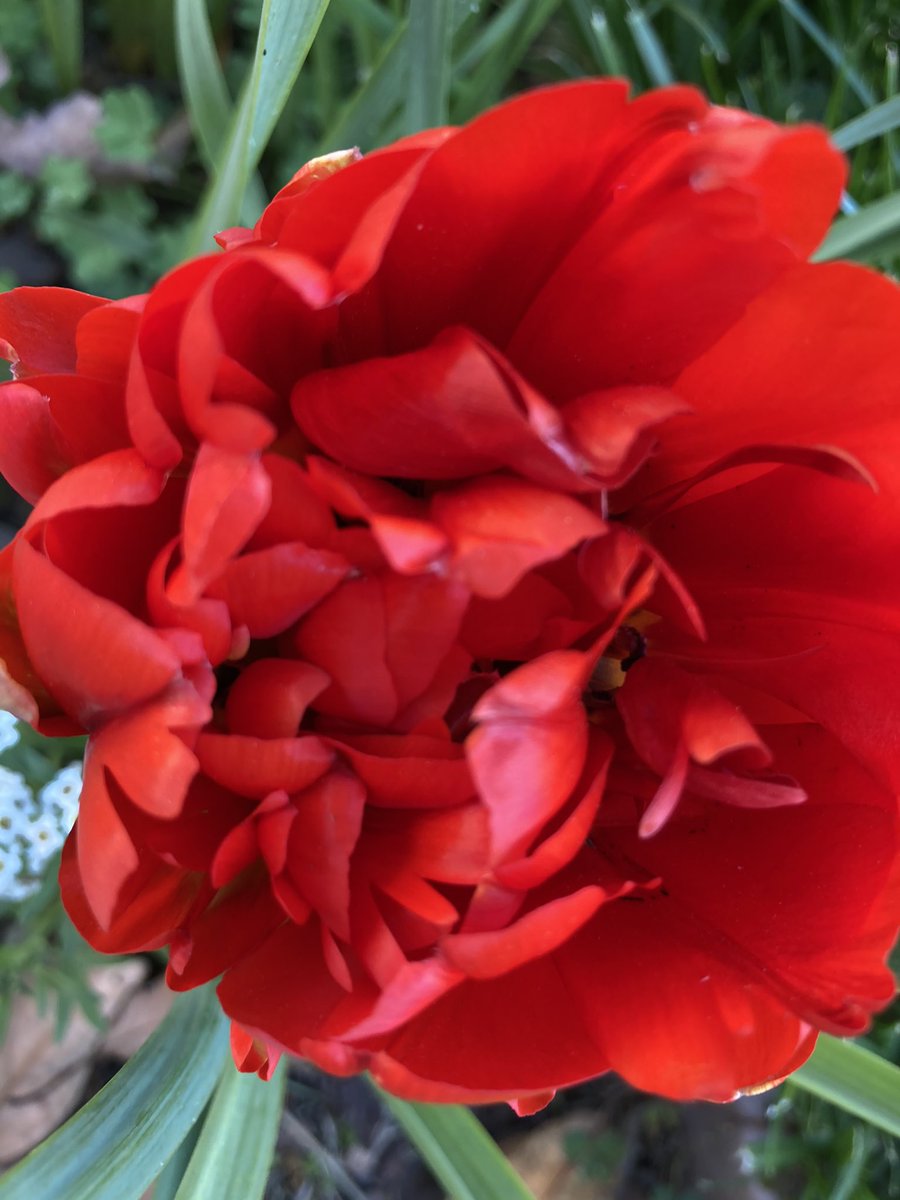 ClubHelm's tweet image. Just a few of my #tulips #gardening #BlossomWatch #flowers #spring