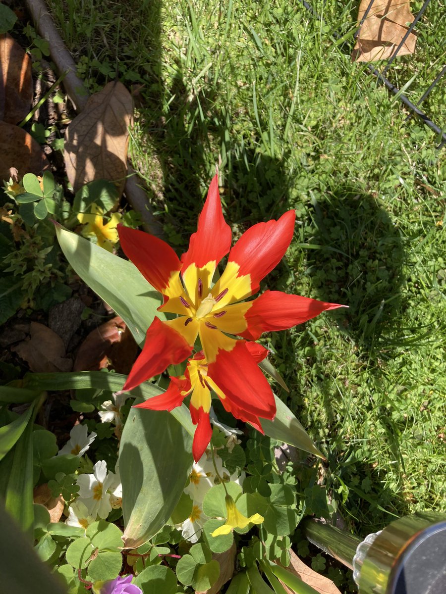 ClubHelm's tweet image. Just a few of my #tulips #gardening #BlossomWatch #flowers #spring