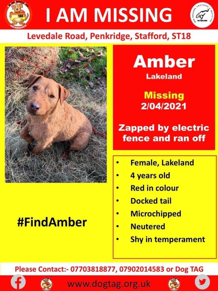 DogTAGMids's tweet photo. Amber was spooked after coming into contact with an electric fence #stafford
#FindAmber
Bring her home https://t.co/EQ1q9c8gwO