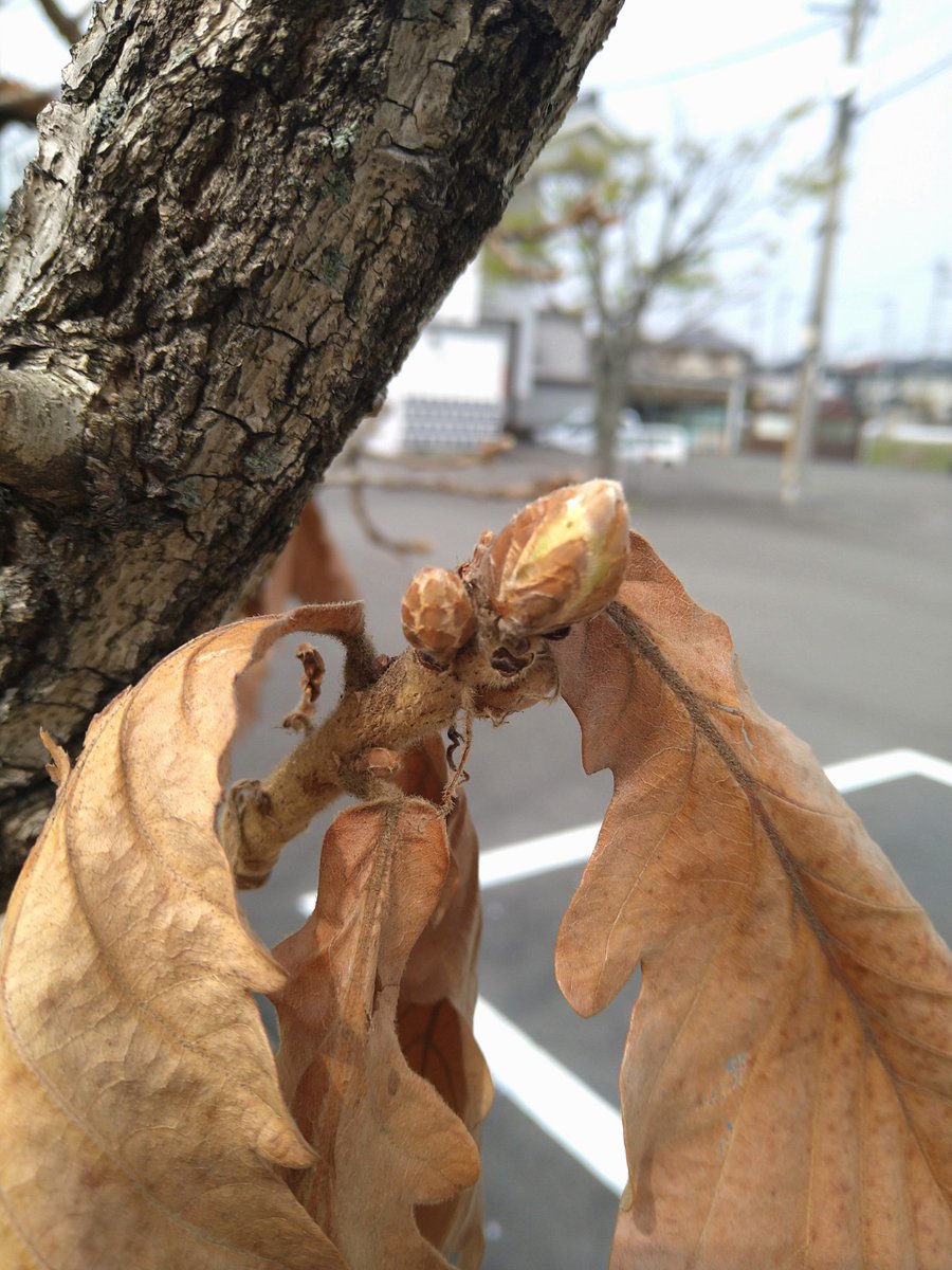 ハタダ お菓子館 公式アカウント お菓子館 です お菓子館敷地内にある 柏の木 古い葉と新芽が 世代交代 をしている最中 柏の葉は 新しい芽が出てから散る 子孫繁栄の象徴 なのです そして その柏の葉を使った 柏餅 を 子孫繁栄菓子 として ハタダ お菓子館 公式アカウント お菓子館 です お菓子館敷地内にある 柏の木 古い葉と新芽が 世代交代 をしている最中 柏の葉は 新しい芽が出てから散る 子孫繁栄の象徴 なのです そして その柏の葉を使った 柏餅 を 子孫繁栄菓子 として