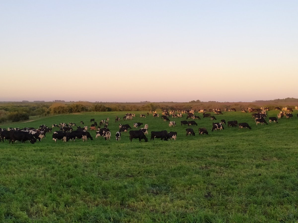 DietrichFM's tweet photo. Disfrutando el #otoño #pastando
#grazing #autum #cows
#Uruguay https://t.co/EGGkQ3ToyU