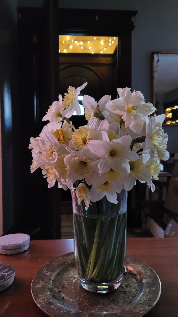 LauraFikus's tweet photo. Spring,  early daffodils https://t.co/k5is5lNlL3