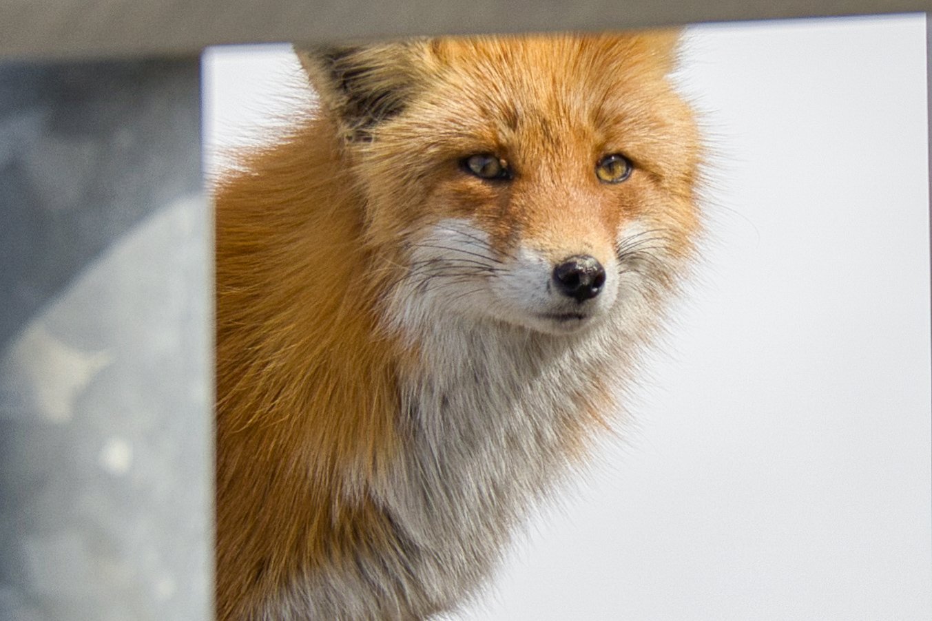 Y Tatsukawa Photography 北海道 道北の日本海オロロンラインの動物達 北海道 野生動物 写真で感じる北海道 オロロンライン Wildlife T Co 8cvffrboz1 Twitter