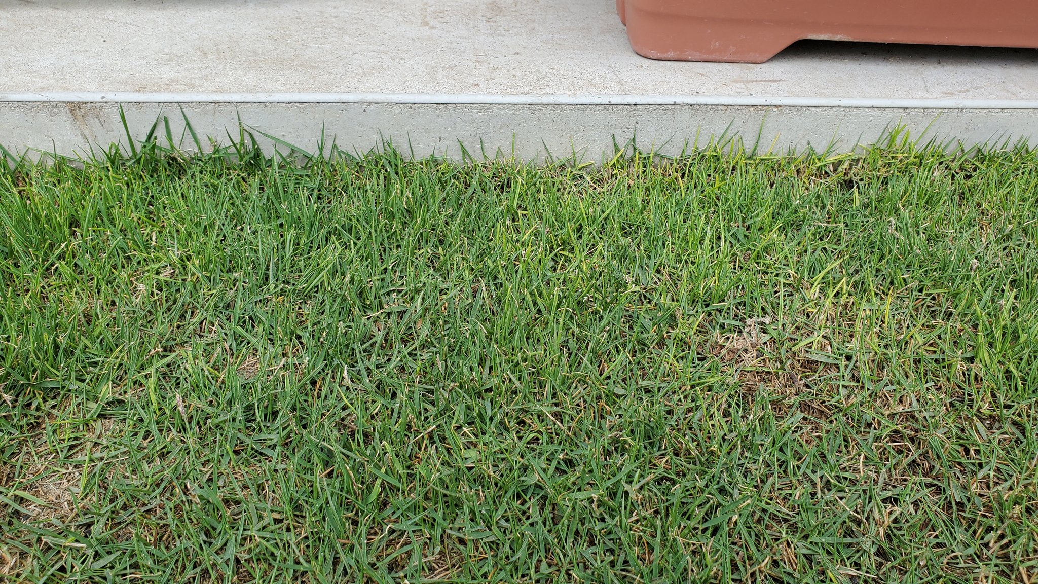 つりきっぷのガーデニング奮闘日記 先日 芝刈り 穂刈り をしたキワ 軸がり全開で刈り高下げたのに もう復活してます キワパワー は本当にすごい この元気を真ん中にも分けてほしい 芝生 芝刈り 軸刈り キワ T Co 3sdxesm0k1 T Co