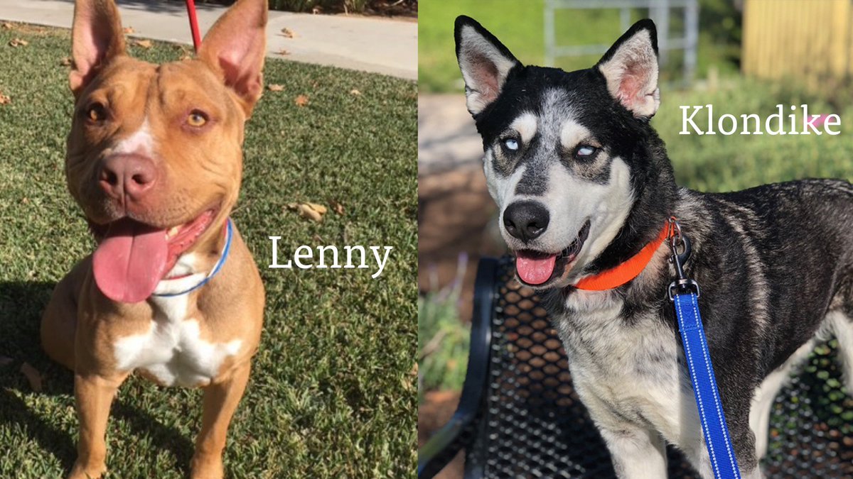 MissionViejoCA's tweet photo. The Mission Viejo Animal Services Center is excited to celebrate National Pet Day on Sunday, April 11 by reducing the adoption cost of some loving pets waiting for their forever homes. 🐱🐶🐰

https://t.co/vGVZSOuzxh #MissionViejoAnimalServices #NationalPetDay #adopt @DawgInfo https://t.co/ebqVwPHFPN