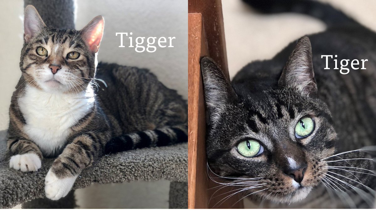 MissionViejoCA's tweet photo. The Mission Viejo Animal Services Center is excited to celebrate National Pet Day on Sunday, April 11 by reducing the adoption cost of some loving pets waiting for their forever homes. 🐱🐶🐰

https://t.co/vGVZSOuzxh #MissionViejoAnimalServices #NationalPetDay #adopt @DawgInfo https://t.co/ebqVwPHFPN