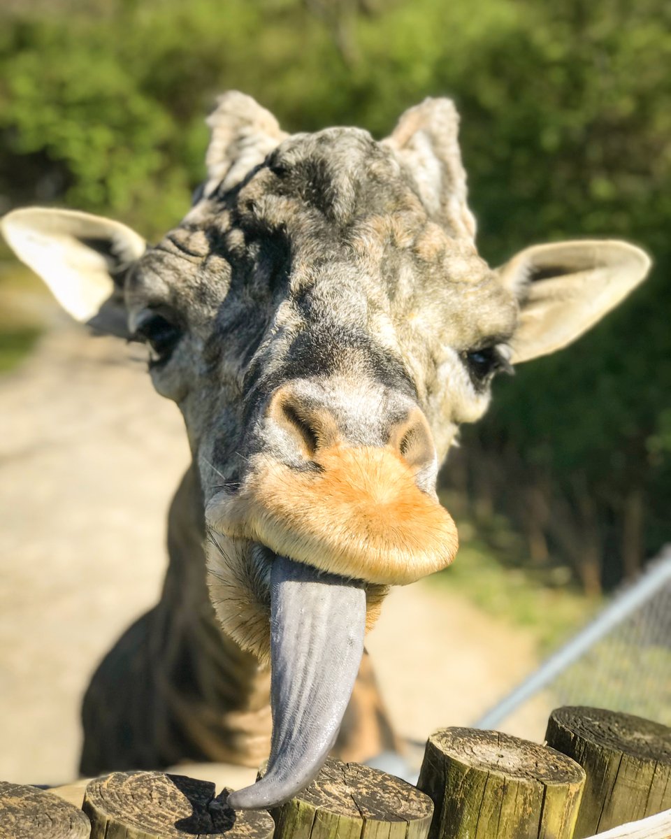 NashvilleZoo's tweet photo. We are heartbroken to share that our beloved male Masai giraffe, Congo, passed away yesterday. Congo was 16 years old and had been with us since we opened the giraffe exhibit in 2006, in that time he had fathered five calves and impacted millions of guests. https://t.co/wcQUvSO0qv