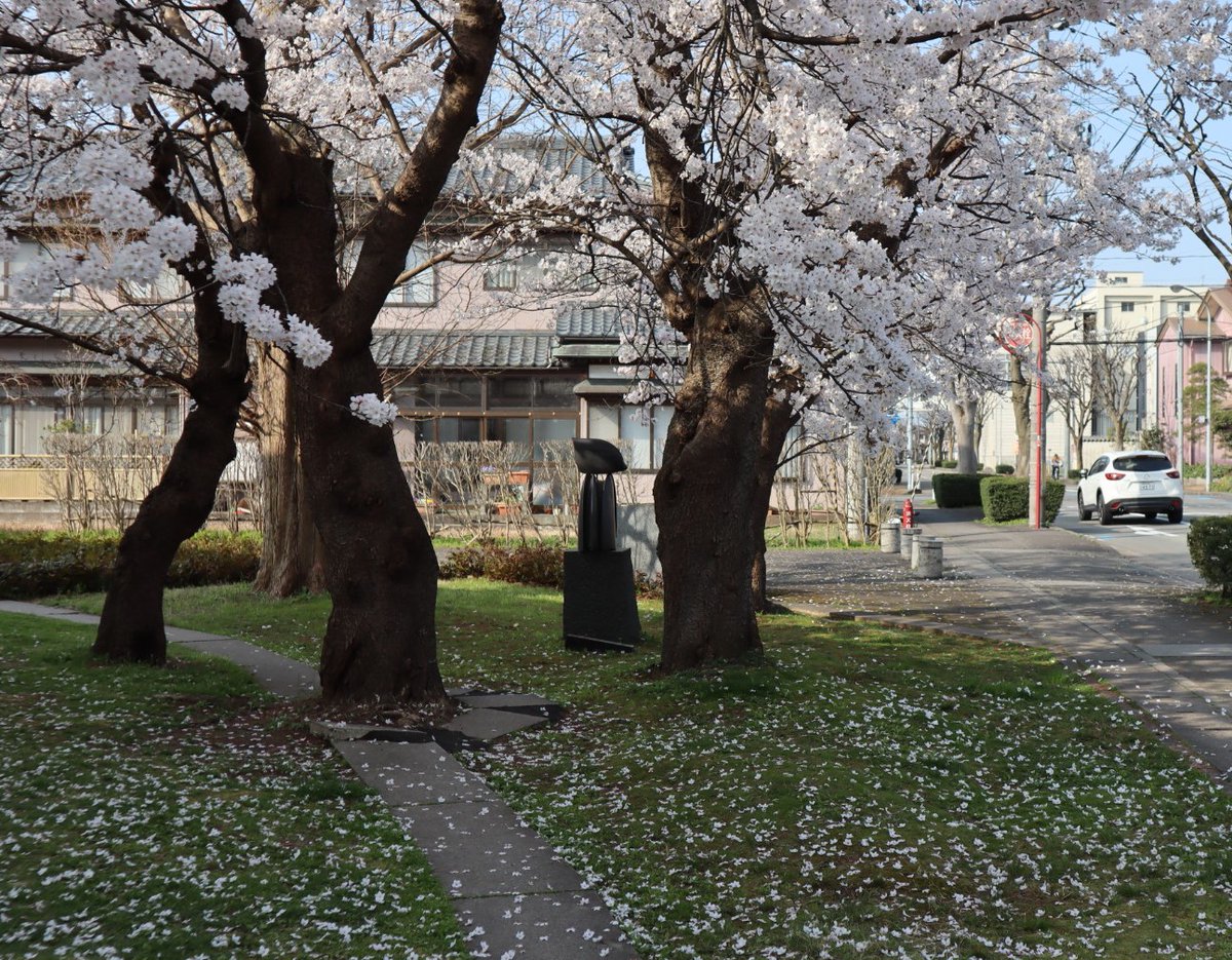 Dhc酒造 公式 W ノ゙ おはようございます 新潟市北区天気は快晴です 満開の桜も散り始めてきました W 本日も頑張って行きましょう٩ W و 企業公式が毎朝地元の天気を言い合う 公式つぶやき部 豊栄