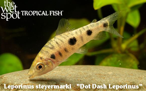 The Wet Spot Tropical Fish tweet media