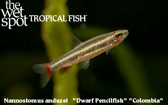 The Wet Spot Tropical Fish tweet media