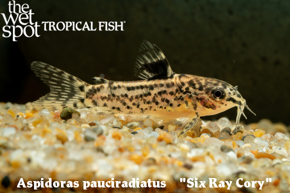 The Wet Spot Tropical Fish tweet media