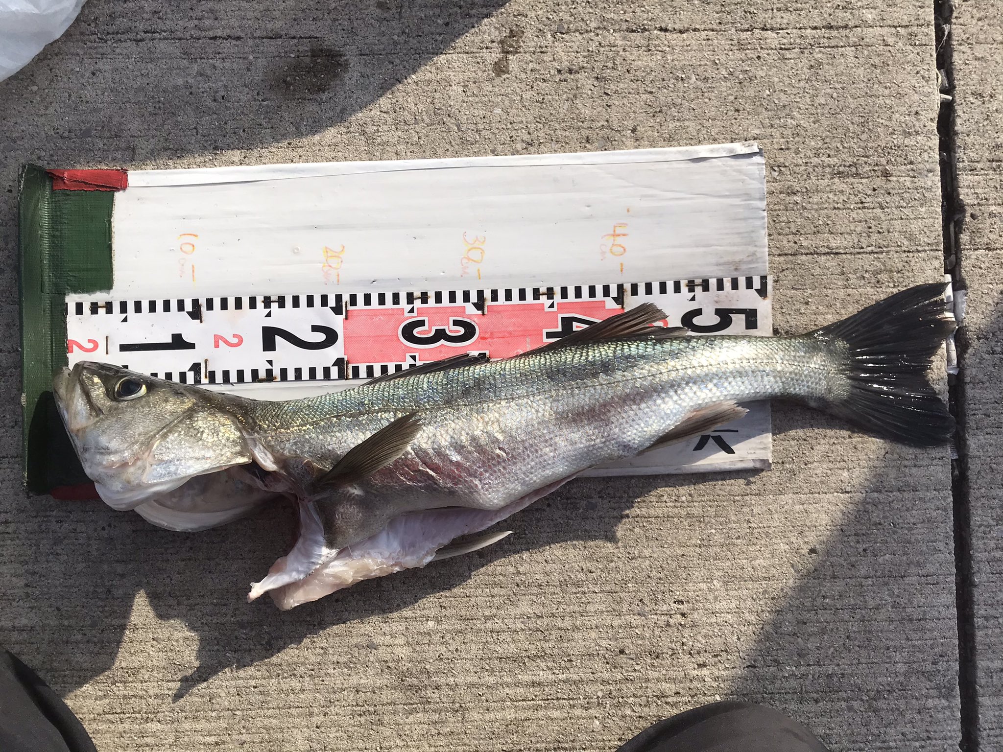 S K 髭オヤジ 勇竿スタッフ 夜にアジの泳がせでスズキ 投げ釣りでイシモチの釣果報告に 朝には投げ釣りでシロギスの情報がありました 距離は30 50mくらいのと事です 4月に入り 春の魚が釣れ始めました 竿下のサビキでアジ イワシ サッパ