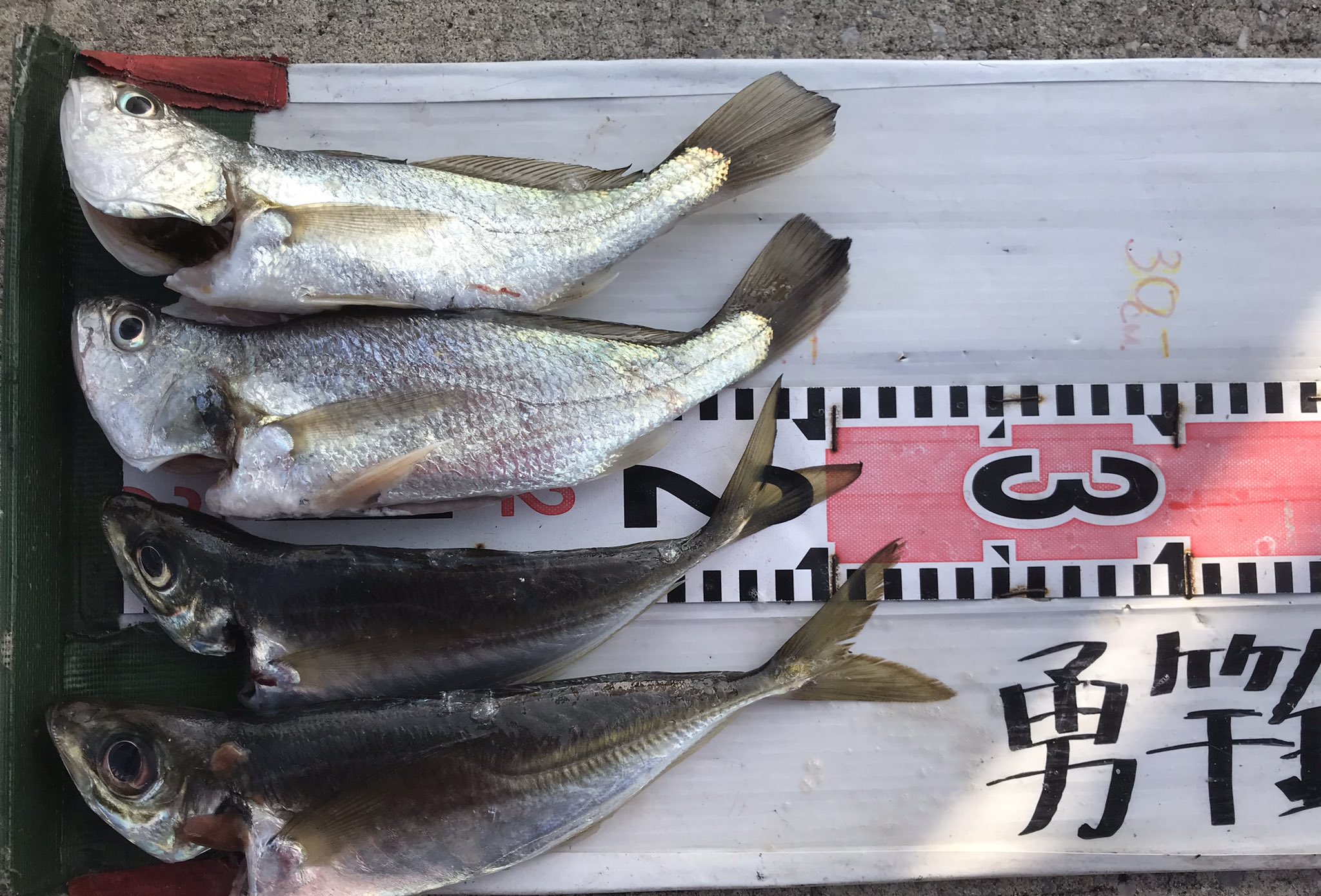 S K 髭オヤジ 勇竿スタッフ 夜にアジの泳がせでスズキ 投げ釣りでイシモチの釣果報告に 朝には投げ釣りでシロギスの情報がありました 距離は30 50mくらいのと事です 4月に入り 春の魚が釣れ始めました 竿下のサビキでアジ イワシ サッパ