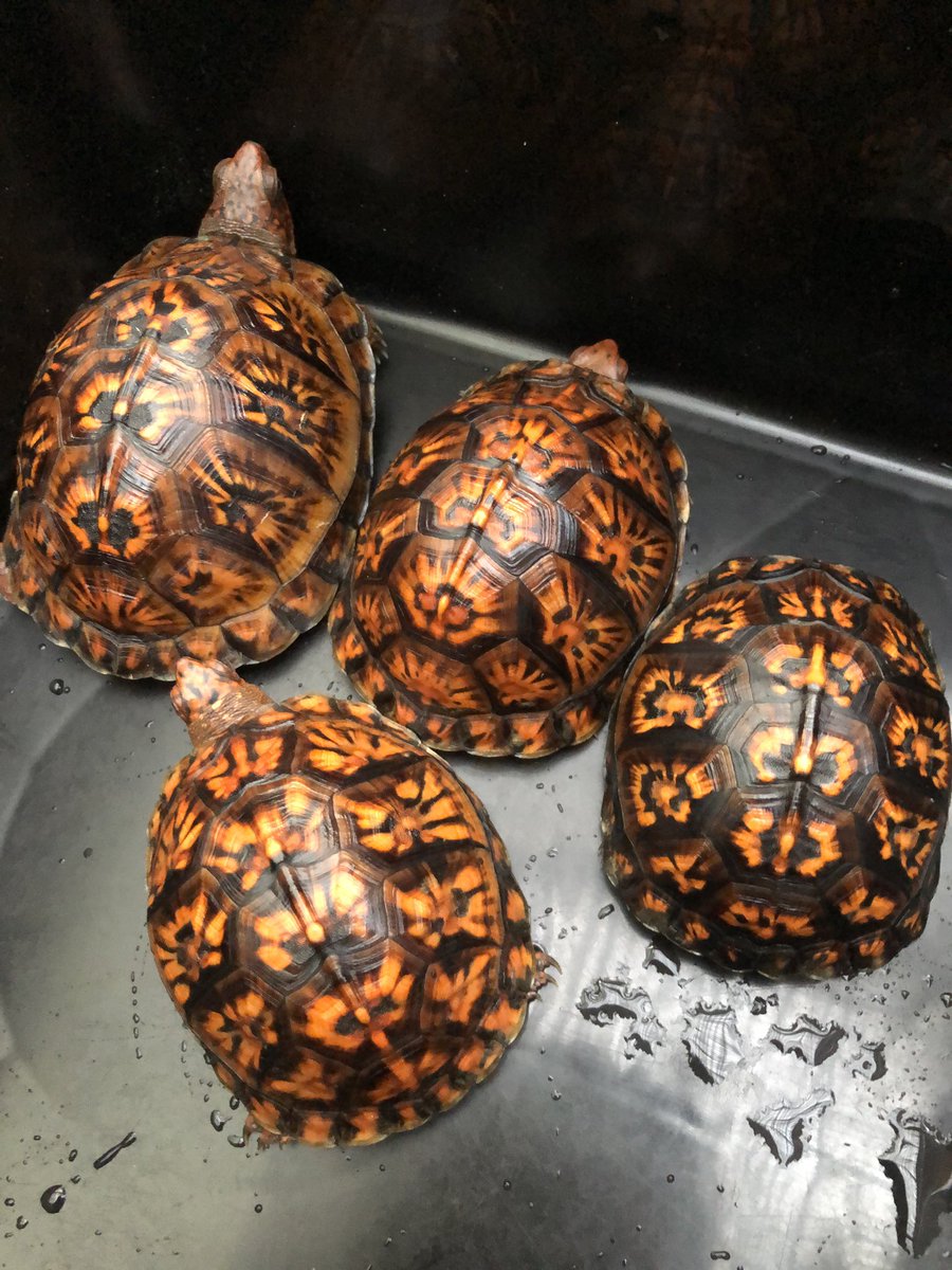 コンプリート トウブハコガメ とうぶハコガメ