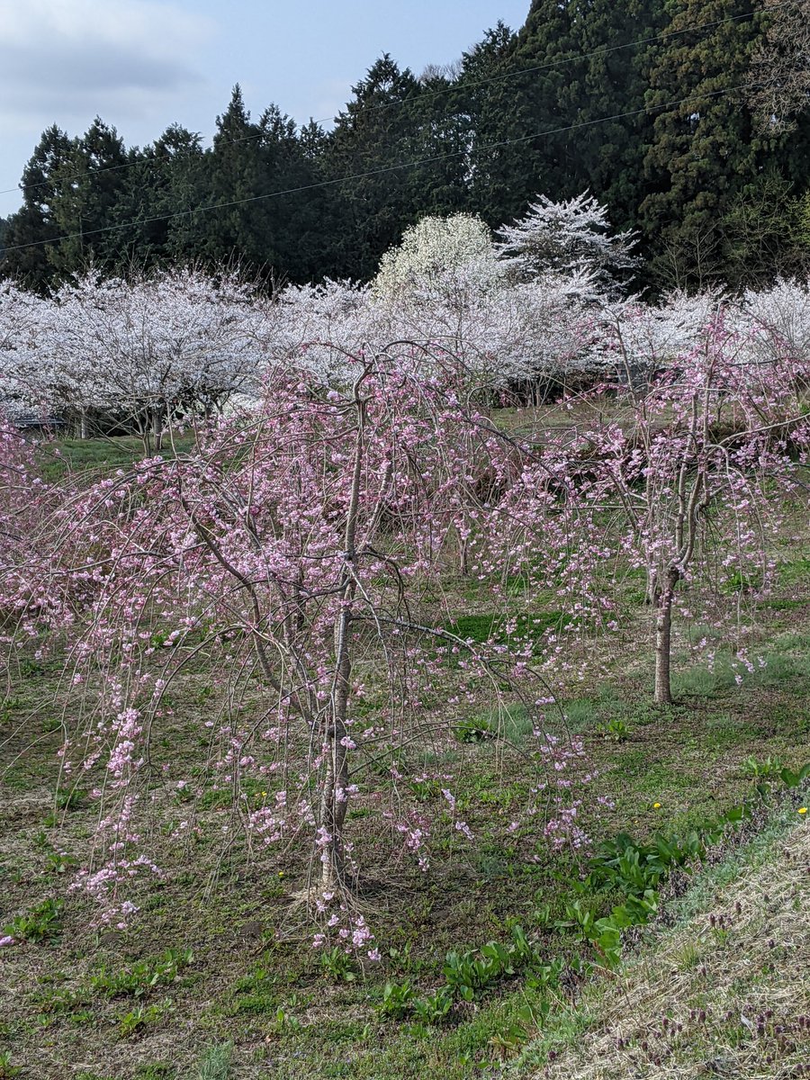 teshigawaram's tweet photo. いやしの郷北境の現在
桜が良い具合に咲いてます。 https://t.co/OZ9ldey4Iw