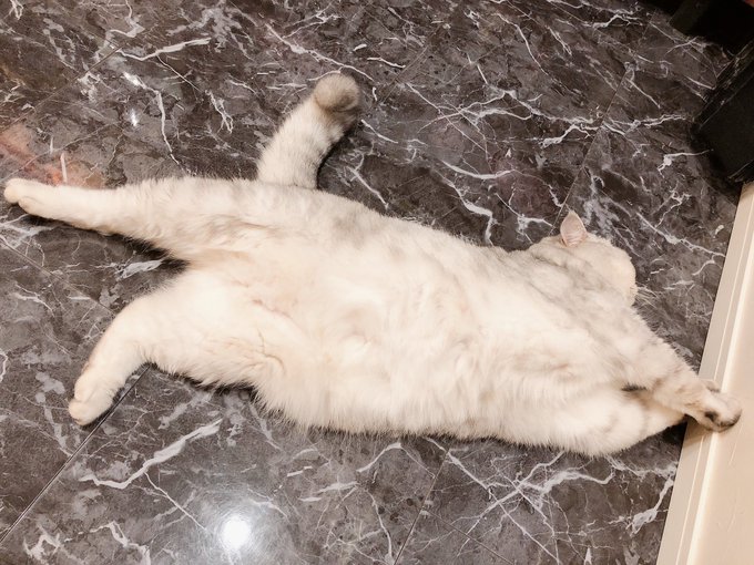 っていうらしいのTwitterイラスト検索結果。