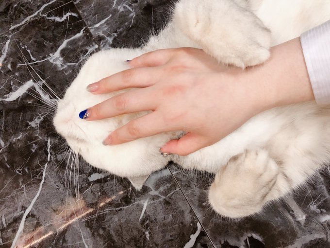 っていうらしいのTwitterイラスト検索結果。