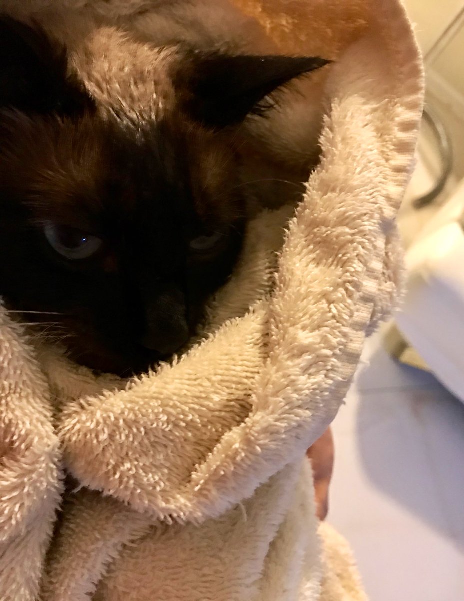 rose_stabler's tweet photo. Bobo had a bath & is forced to dance w me to Marvin Gaye. #MarvinGayeDay 🎈 https://t.co/GxxOWxgghS