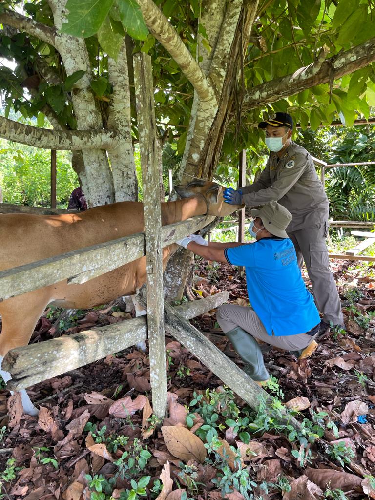 karantina_PBD's tweet photo. Karantina Pertanian Sorong laksanakan Kembali Pemantauan HPHK. Pemantauan HPHK bertujuan mengetahui status terbaru penyakit hewan serta sebarannya. Target tahun ini adalah penyakit Brucellosis yang akan diuji dengan metode Rose Bengal Test dan juga dirujuk ke BBVET Maros. https://t.co/vTBYx3ppQ1