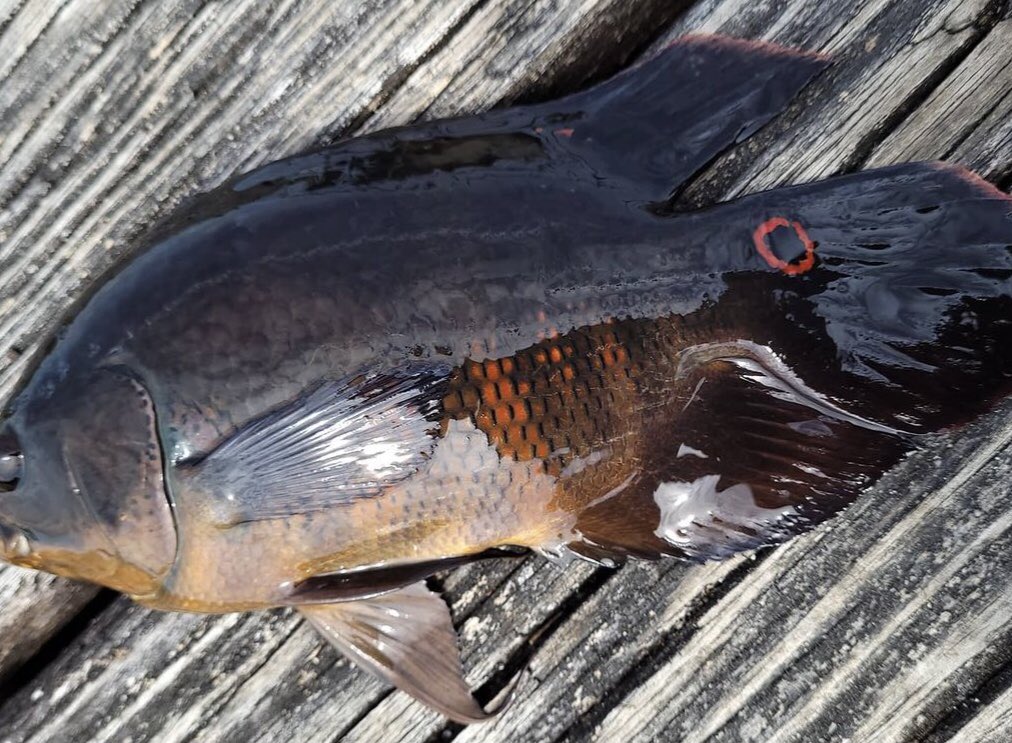 TweeterBurrage's tweet image. A buddy of mine just posted this pic Of a fish and is just me or does this fish have a fishman donut? ⭕️⭕️⭕️⭕️⭕️⭕️
