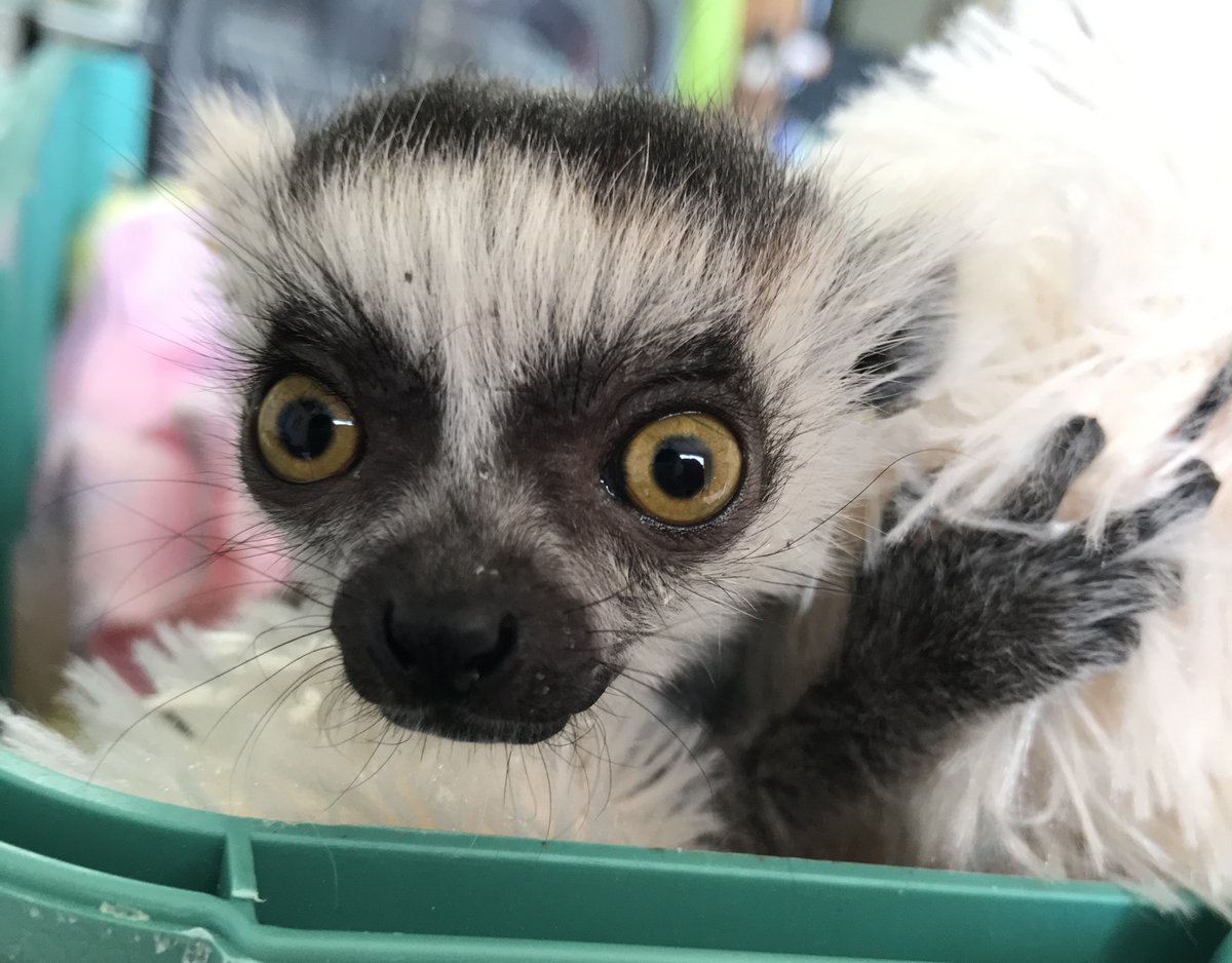 那須ワールドモンキーパーク 公式 尚 人工哺育の赤ちゃんや授乳中の母親には皆様からご支援いただいた粉ミルクを活用させて頂いております おかげさまで順調に育っています ありがとうございます Amazon欲しいものリスト T Co K000e4szb6