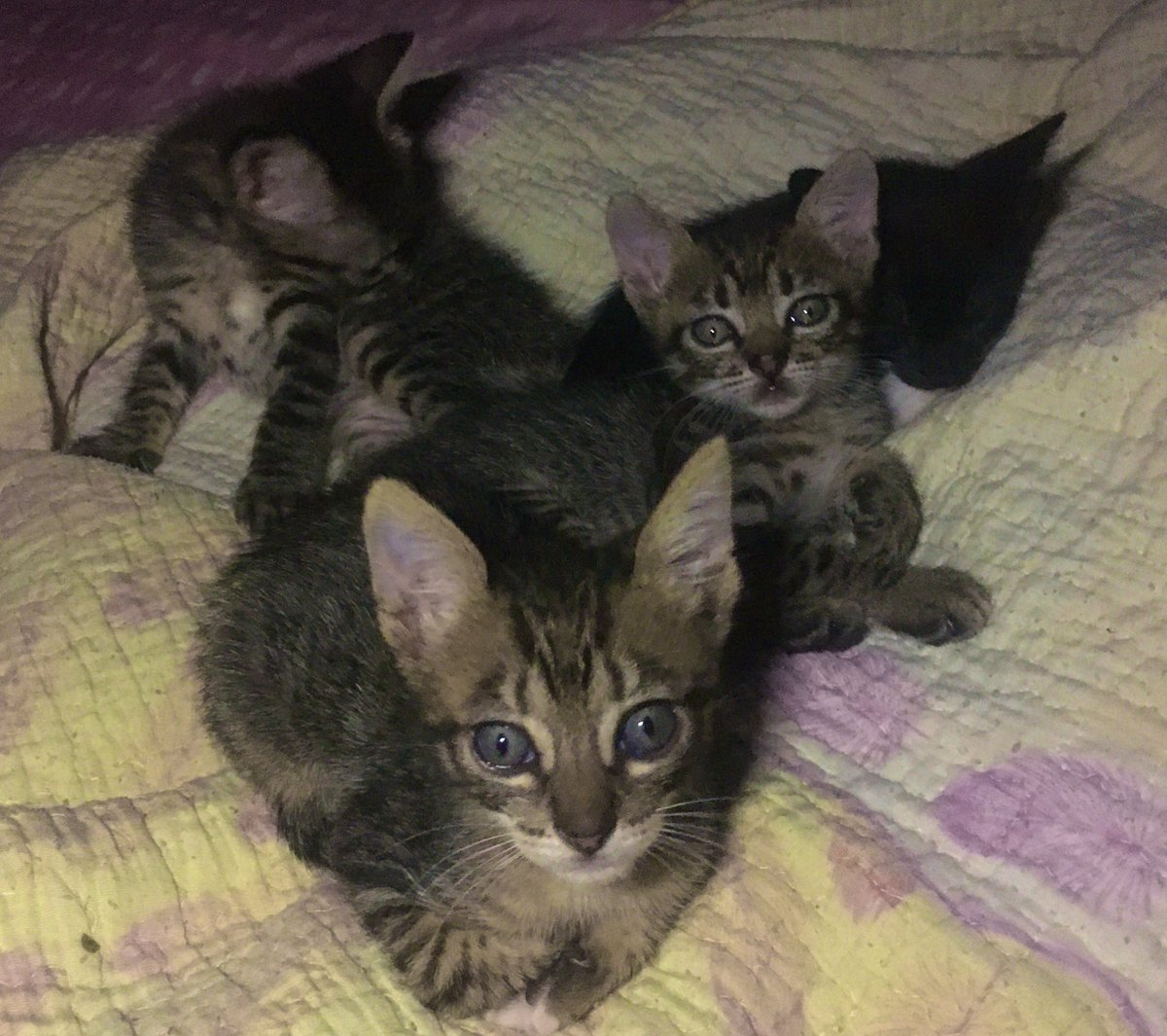 EriiAlTo's tweet photo. Estas ternuritas están buscando una familia responsable y cariñosa que los adopten. Son 3 machitos y una hembrita🥺 Zona Ypacarai- Pedrozo. Se agradece el RT 🥺❤️❤️❤️ https://t.co/DogE6p67vX