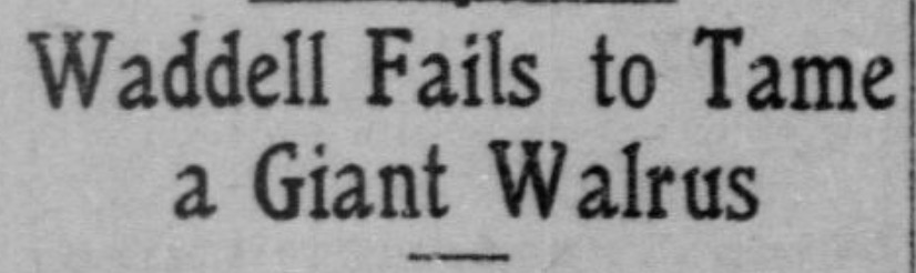 i'm so sorry i really thought i was done, but then i found this story in which rube tried to "hypnotize a walrus into submissiveness." the walrus ripped rube's pants off and then beat the shit out of him.