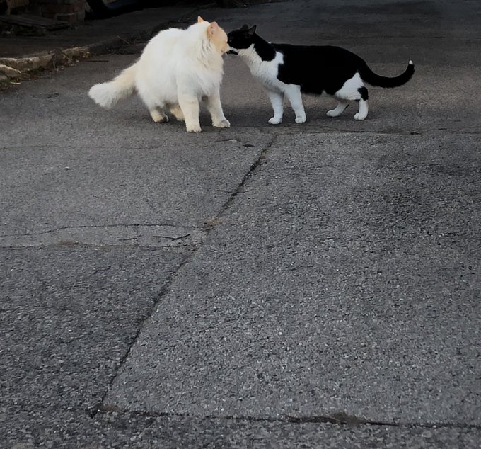 Witnessed two neighbourhood cats kiss each other on the lips. I&rsquo;m extremely happy about it https://t