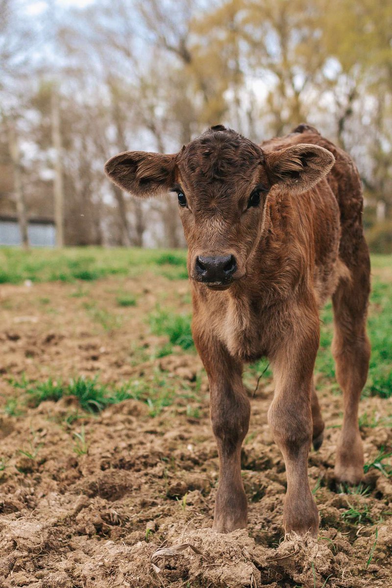 sethandkrismom's tweet photo. @BethMooreLPM A NC calf named Oyster 🐮🖤 🦪 https://t.co/zkEcKGFwEy