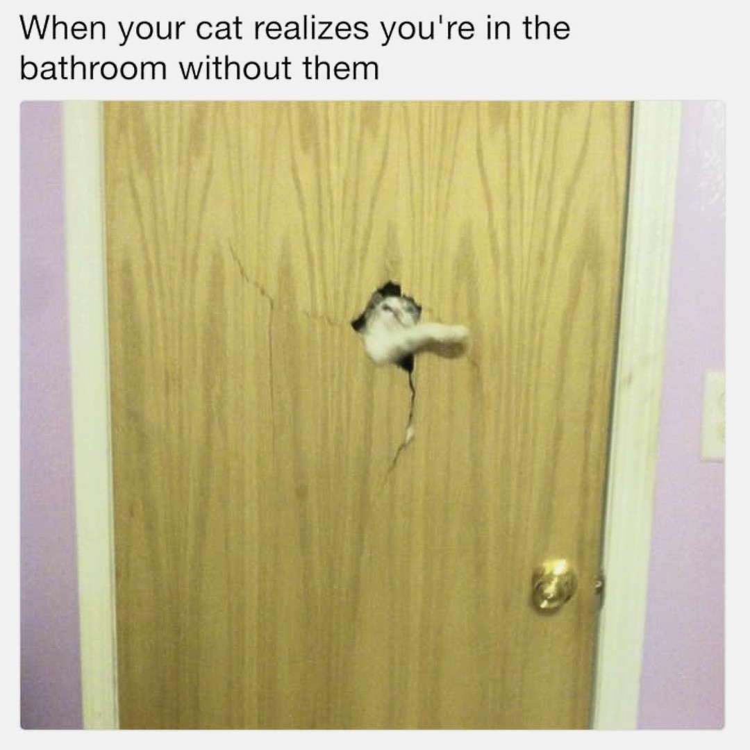 Fluff_Pets's tweet photo. https://t.co/KQcSPa4vPV