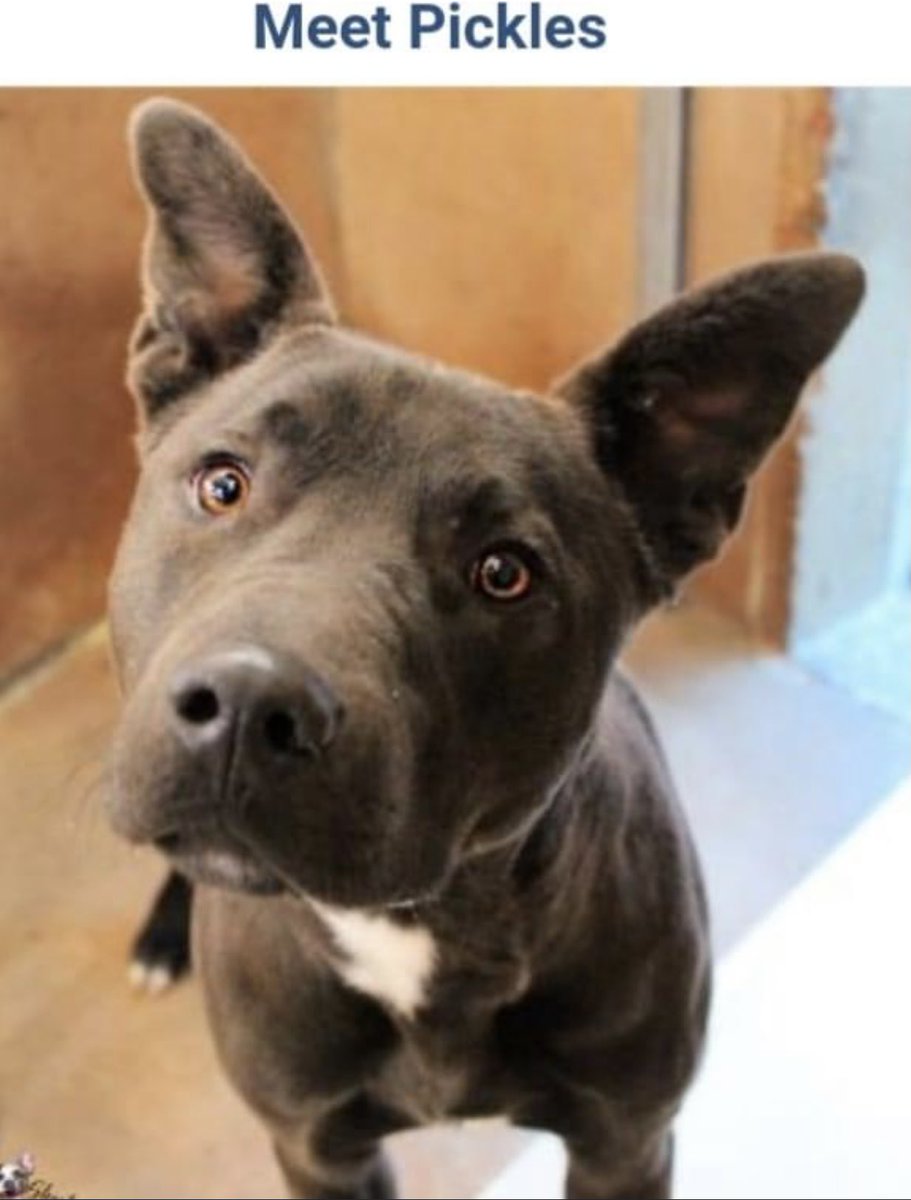 reddogsusie's tweet photo. #TX #ABILENE
🆘🆘6 MONTHS IN HIS KENNEL Pickles 1yo boy Totally adorable, loving &amp; full of fun! COMPLETELY IGNORED-JUST $20 IN PLEDGES IN 6 MONTHS! Pls can we get him some help &amp; a chance at life! #ADOPT #PLEDGE #RESCUE #FOSTER #A45831749
https://t.co/ODlK6S1gfy https://t.co/7hDHsWRvcb