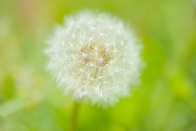 花葬儀 4月3日の誕生花 たんぽぽ ヨーロッパでは子供達が綿毛を吹いて 恋占いをしていました 花葬儀 つつみぐさ Dandelion 神託 Photoac T Co Oqbyofn2pj