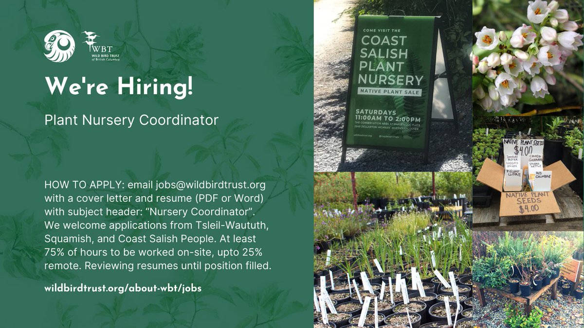 MaplewoodFlats's tweet photo. Join the WBT team as we decolonize urban spaces + restore biodiversity by applying for our Plant Nursery Coordinator job opening: https://t.co/lbVhfenOy8 (24-month contract, 30hrs/wk, April-September). #bcjobs #decolonizingconservation https://t.co/GEy8T4wlbW