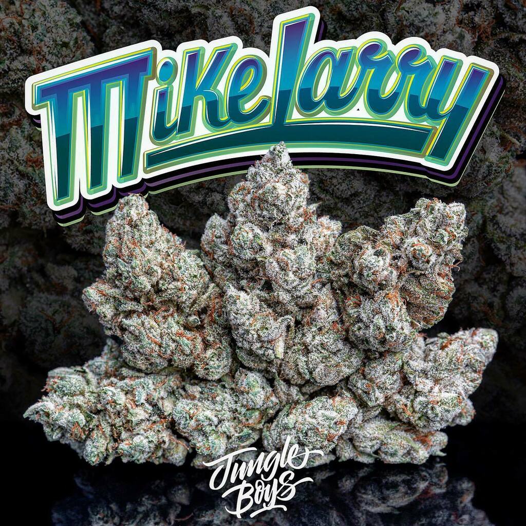 Jungle Boys OC (@jungleboysoc) on Twitter photo Mike & Larry serving up gassed up treats!🍧⛽️
#MikeLarry 2 (Gelato 45 x Larry OG)
Cultivated by <a href="/jungleboys/">Jungle Boys</a>oc x @jungleboys 🔥
.
.
.
#playingwithfire #jboc #orangecounty #jungleboyspc #jungleboys #orangecountyfarmers #wepackdifferent #jb #oc instagr.am/p/CNLxHO0BDYS/ Mike & Larry serving up gassed up treats!🍧⛽️
#MikeLarry 2 (Gelato 45 x Larry OG)
Cultivated by <a href="/jungleboys/">Jungle Boys</a>oc x @jungleboys 🔥
.
.
.
#playingwithfire #jboc #orangecounty #jungleboyspc #jungleboys #orangecountyfarmers #wepackdifferent #jb #oc instagr.am/p/CNLxHO0BDYS/